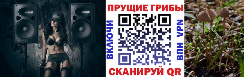 сколько стоит  Кондрово  Псилоцибиновые грибы Psilocybine cubensis 